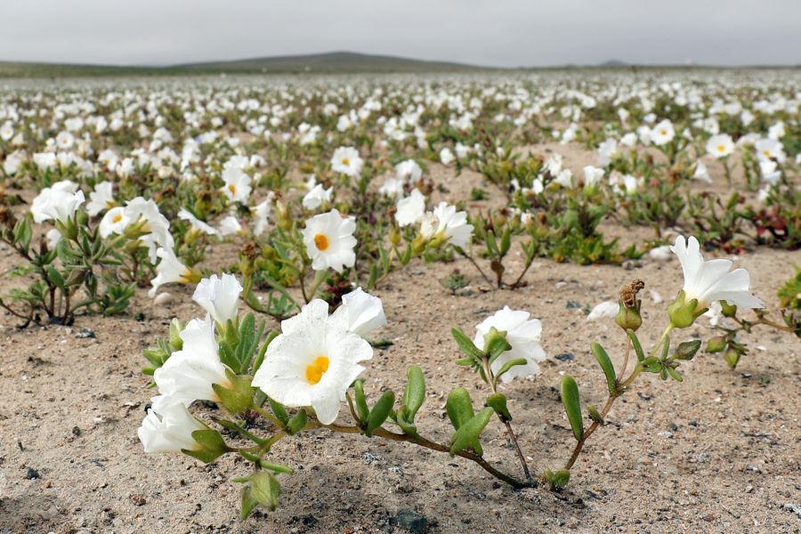 Las intensas y sorpresivas precipitaciones registradas en las regiones del norte de Chile durante los meses del invierno austral dieron paso al deslumbrante desierto florido en Atacama, el más árido y soleado del mundo