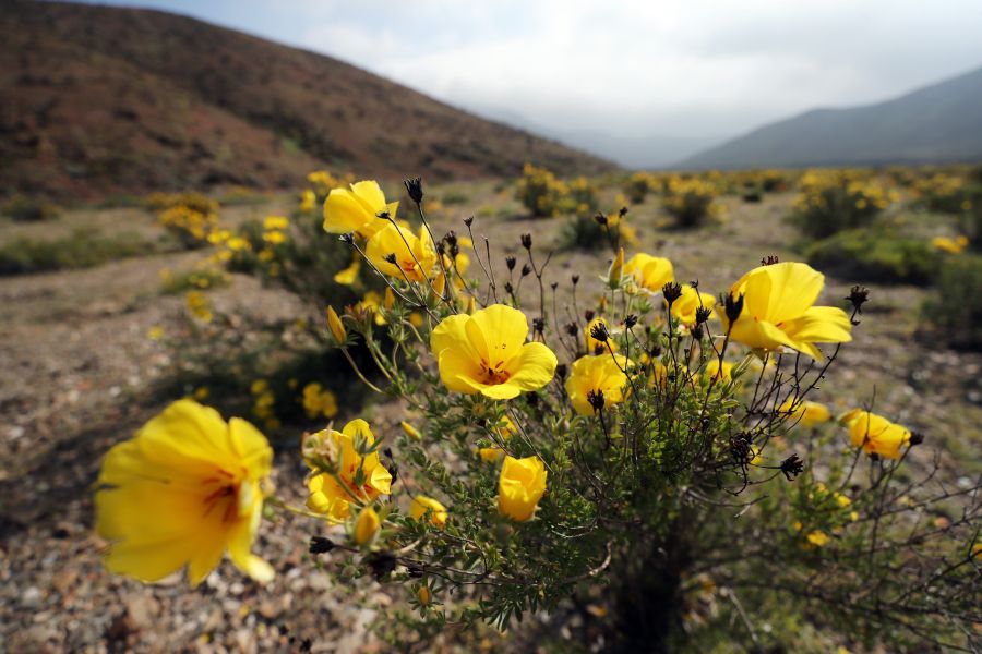 Las intensas y sorpresivas precipitaciones registradas en las regiones del norte de Chile durante los meses del invierno austral dieron paso al deslumbrante desierto florido en Atacama, el más árido y soleado del mundo