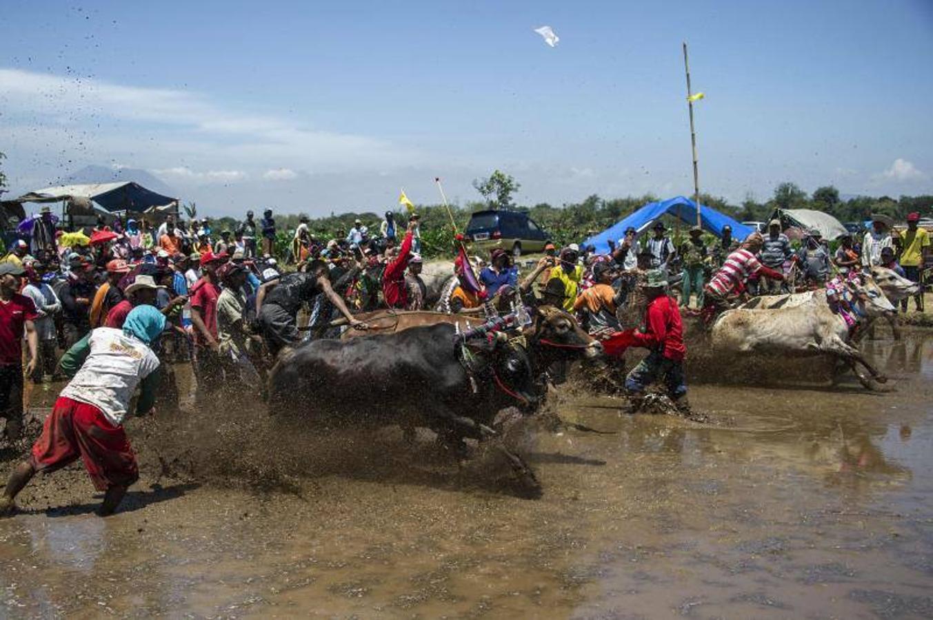 Participantes en una carrera de búfalos en Probolinggo, Java.