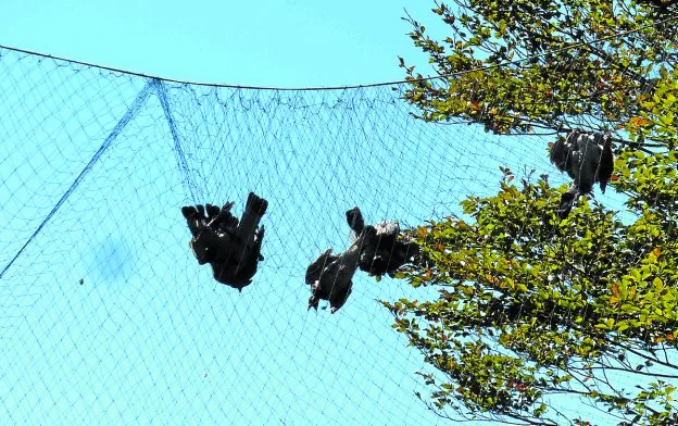 Palomas capturadas en las redes donde el año pasado se superaron las cien docenas.