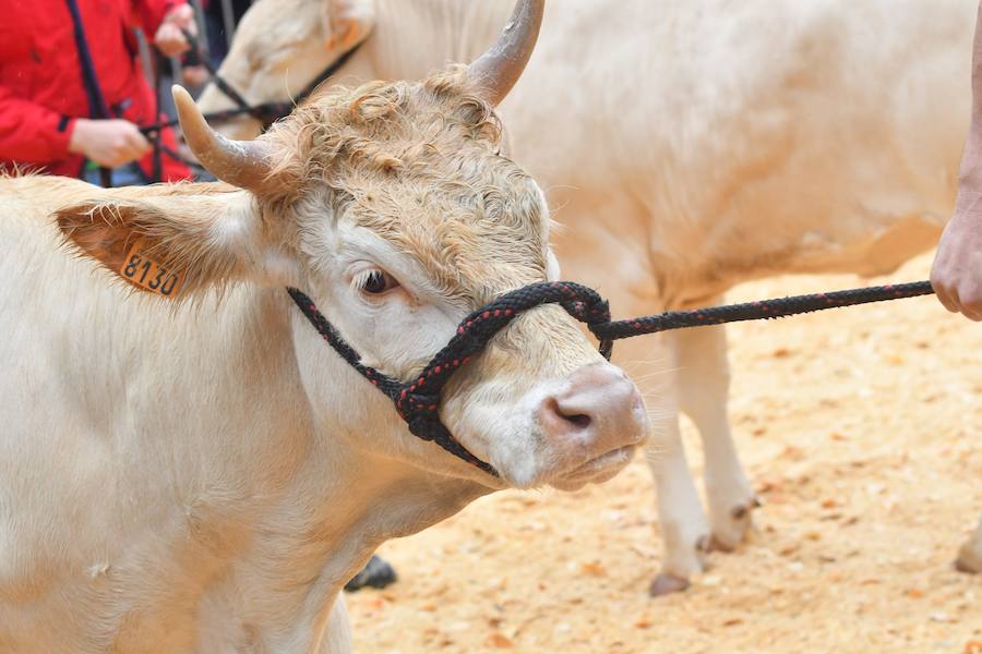 El Concurso de Queso de Pastor es el evento principal de la Feria extraordinaria. 