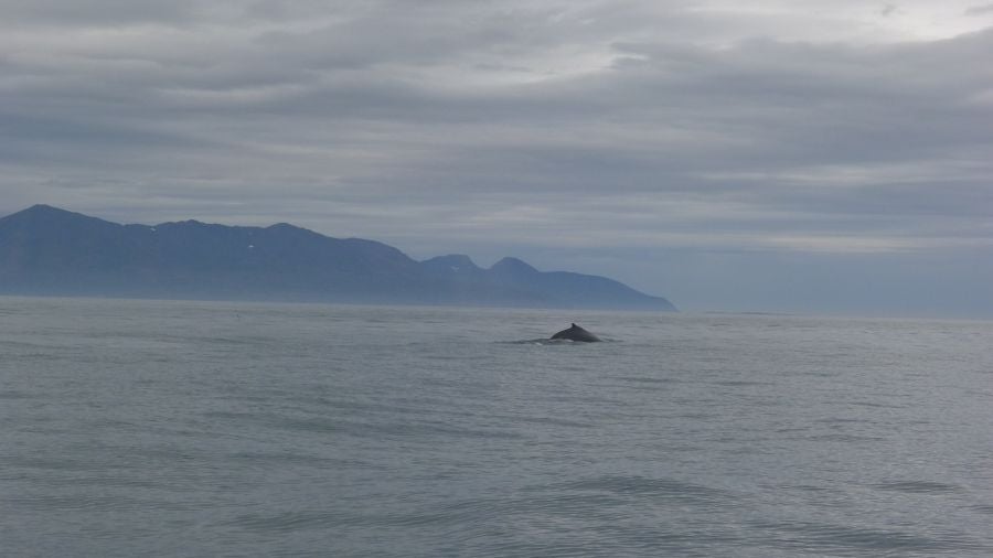 Húsavíck es una ciudad marinera al norte de Islandia y es conocida por ser el centro de avistamiento de ballenas.