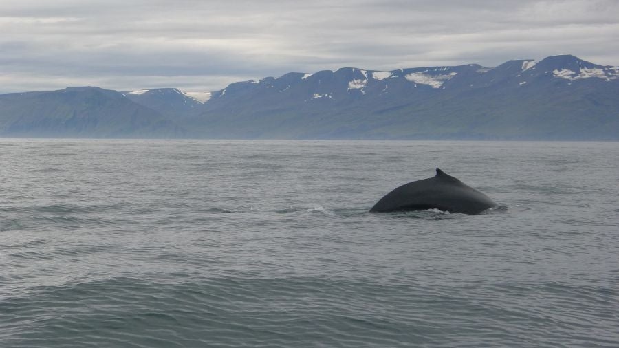 Húsavíck es una ciudad marinera al norte de Islandia y es conocida por ser el centro de avistamiento de ballenas.
