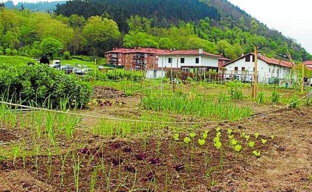 Baratzetan haziak era naturalean nola lortu irakatsiko dute gaur. 