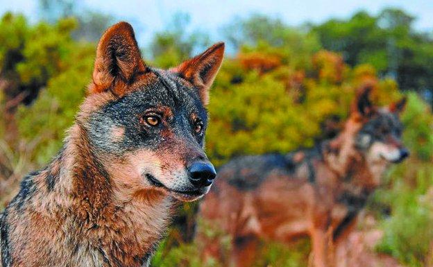 El lobo comienza a recuperar territorios perdidos al sur del Duero y cerca de Madrid. 