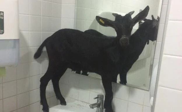 Una cabra en el hospital