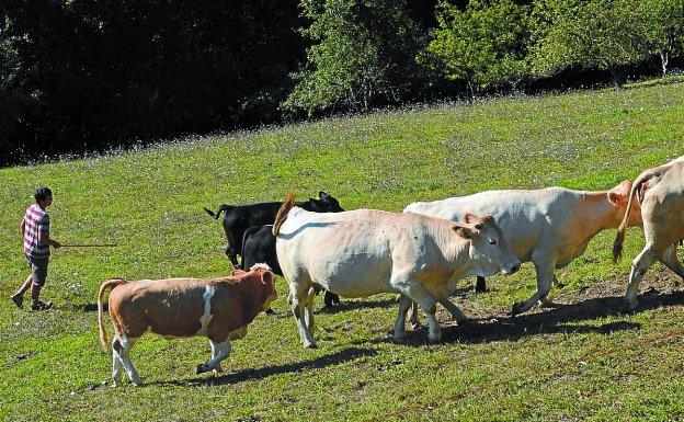 Ekoizlea. Urteaga-Urkulegi baserrian GoiEko haragia; aurreko urtean bertara egin zen bisita.