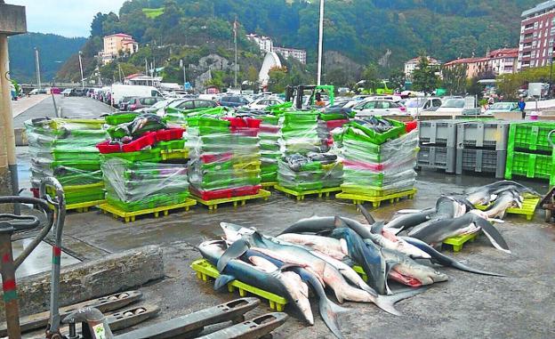 La presencia de marrajo estaba repartida en el puerto. 