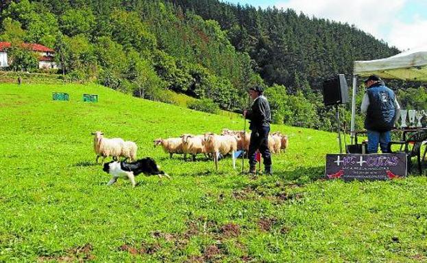 Obediencia. Manuel Gorriti clasificó a dos perros, 'Nere' y 'Argi', para la final del año pasado. 