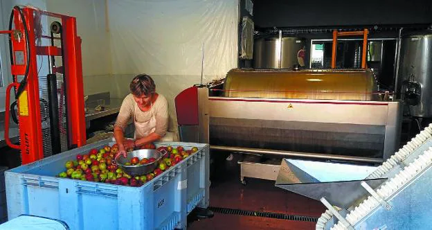 Amaia Blázquez, en la sidrería, a pie de calle, revisa las manzanas antes de cargar el tolare. 
