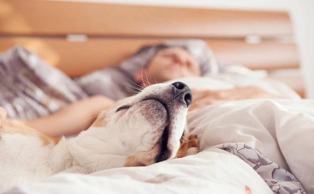 ¿Es realmente perjudicial dormir con un perro en la cama?