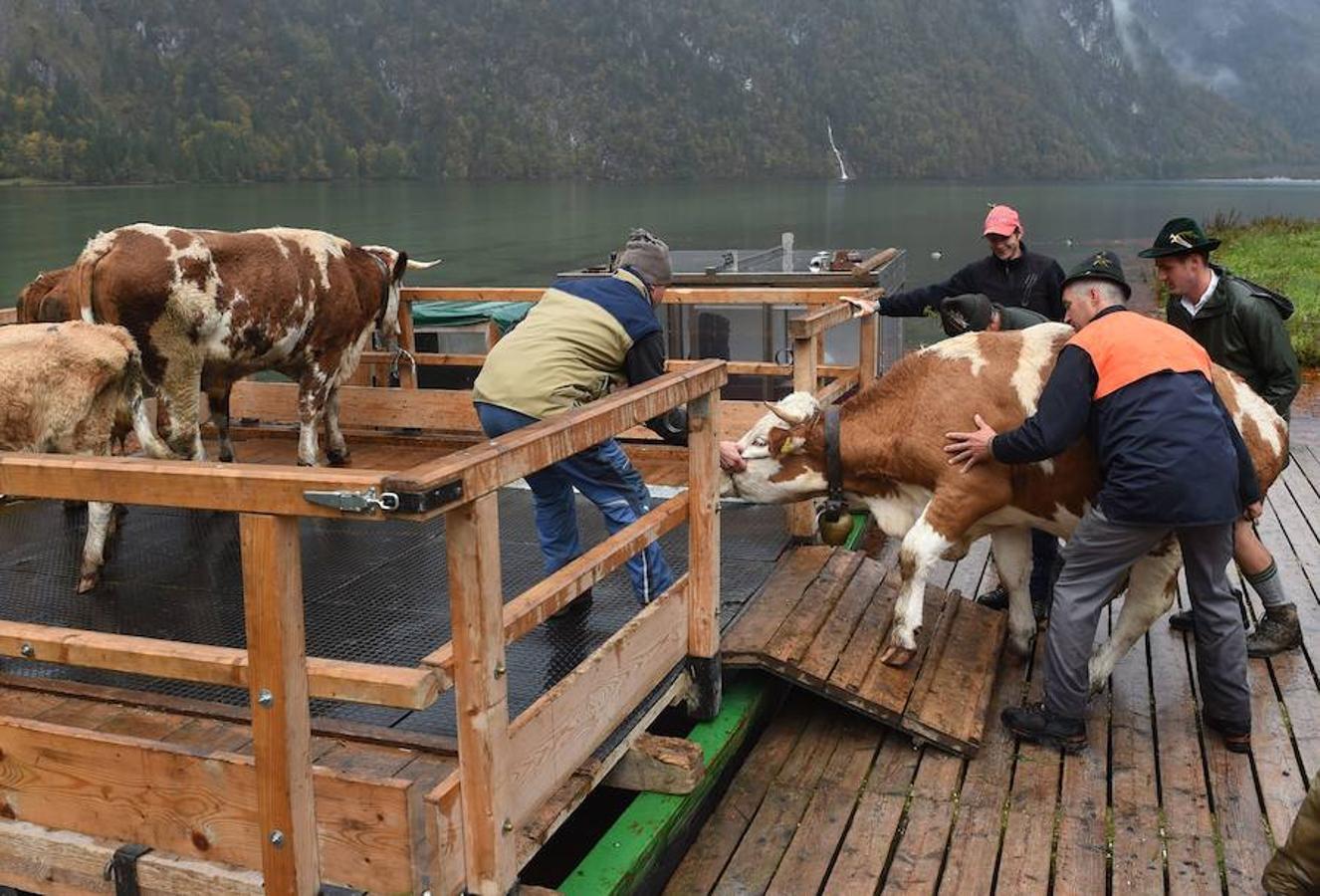 Tras 100 días en los amplios prados de verano del lago de Koegnisse, norte de Baviera, alrededor de 30 ganados vuelven a casa. Los agricultores bárbaros deben trasladar su ganado a un valle estrecho al que solo se puede acceder mediante barco.