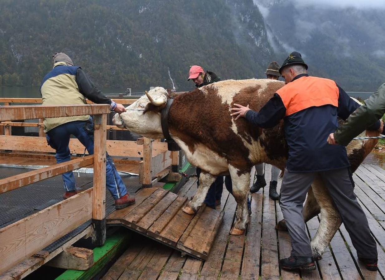 Tras 100 días en los amplios prados de verano del lago de Koegnisse, norte de Baviera, alrededor de 30 ganados vuelven a casa. Los agricultores bárbaros deben trasladar su ganado a un valle estrecho al que solo se puede acceder mediante barco.