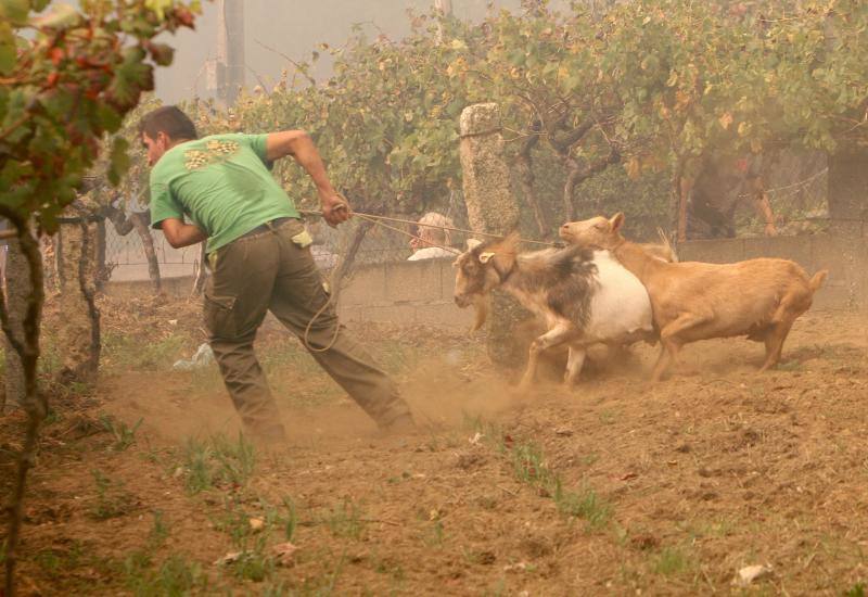 Unos 350 brigadas, 220 motobombas, cuarenta palas y una veintena de medios aéreos trabajan en la comunidad gallega para combatir los incendios que arrasan más de 4.000 hectáreas en 146 nuevos focos desde el viernes