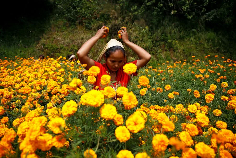 Una mujer escoge flores de caléndula para hacer guirnaldas, antes de venderlas al mercado para el festival de Tihar, también llamado Diwali, en Katmandú