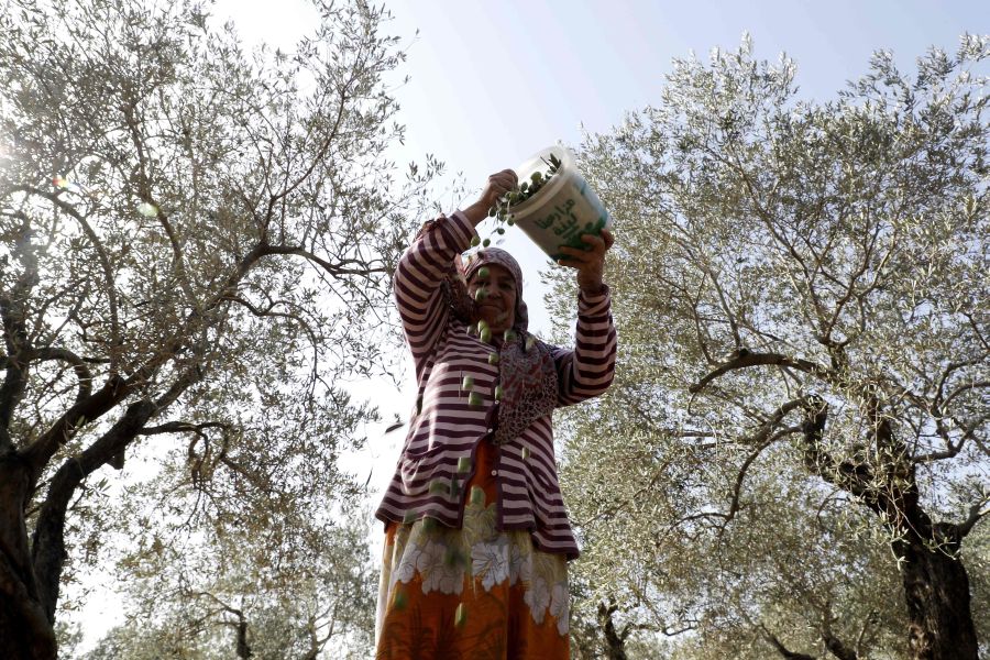 La producción de aceite de oliva de Líbano oscila entre 10,000 y 30,000 toneladas de aceite de oliva anualmente dependiendo del cultivo