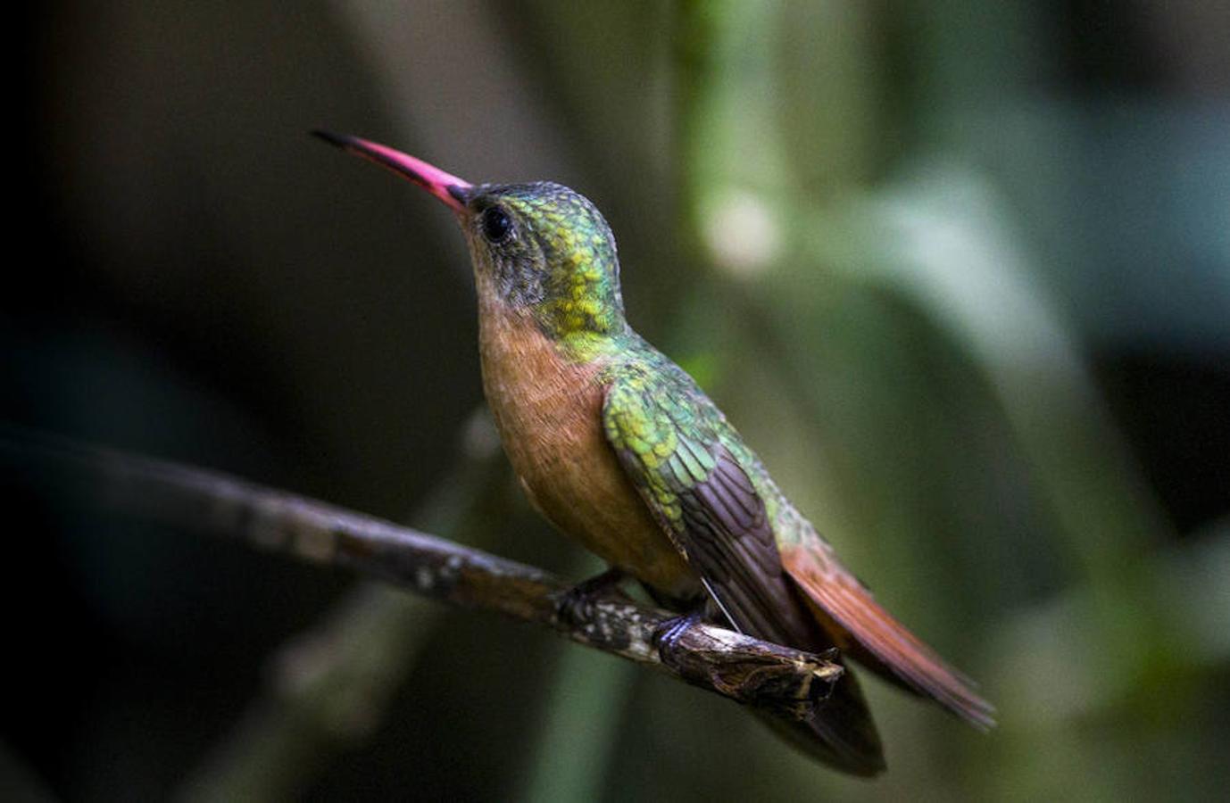 El Zoológico Nacional de Nicaragua se encuentra en Managua, la capital del país. Aquí el Centro de Rescate de la Fauna Silvestre cuida de unos mil animales de 90 especies. 