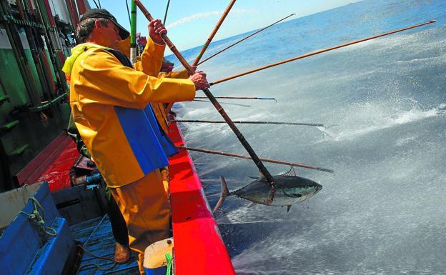 Captura de bonito desde una de las embarcaciones de la flota vasca. 