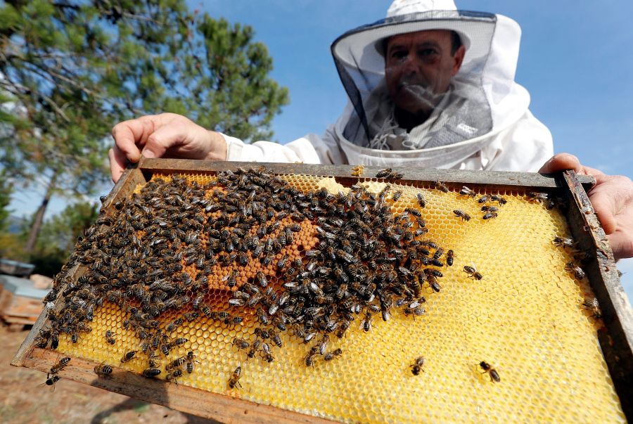 Cerca del 30% de las colonias de abejas desaparecen cada año en Francia debido al uso de pesticidas y la plaga del avispón gigante asiático.