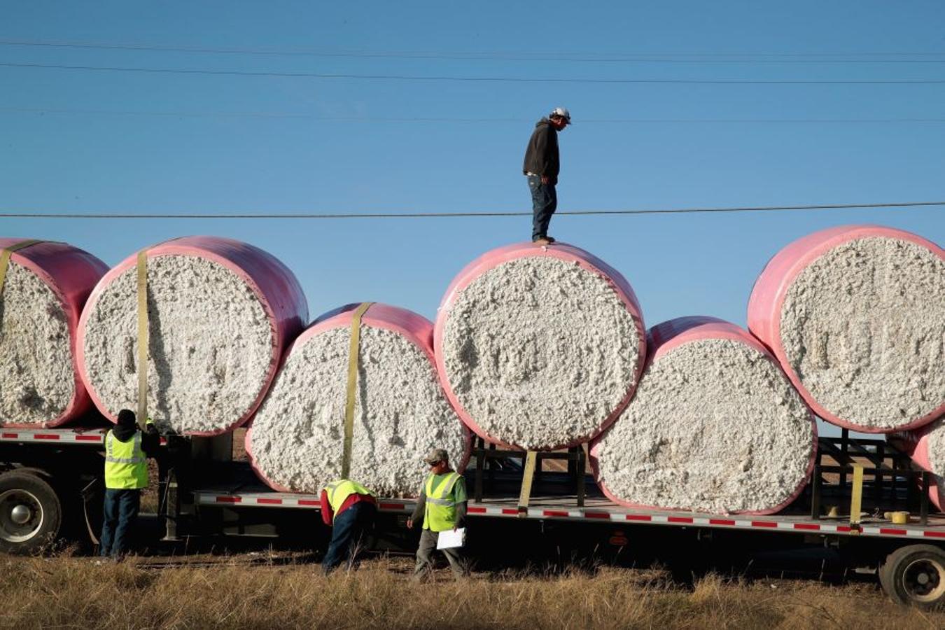 A pesar de los daños sufridos en la cosecha de algodón en EEUU debido al huracán Harvey, se espera que la producción de algodón exceda los niveles del año pasado