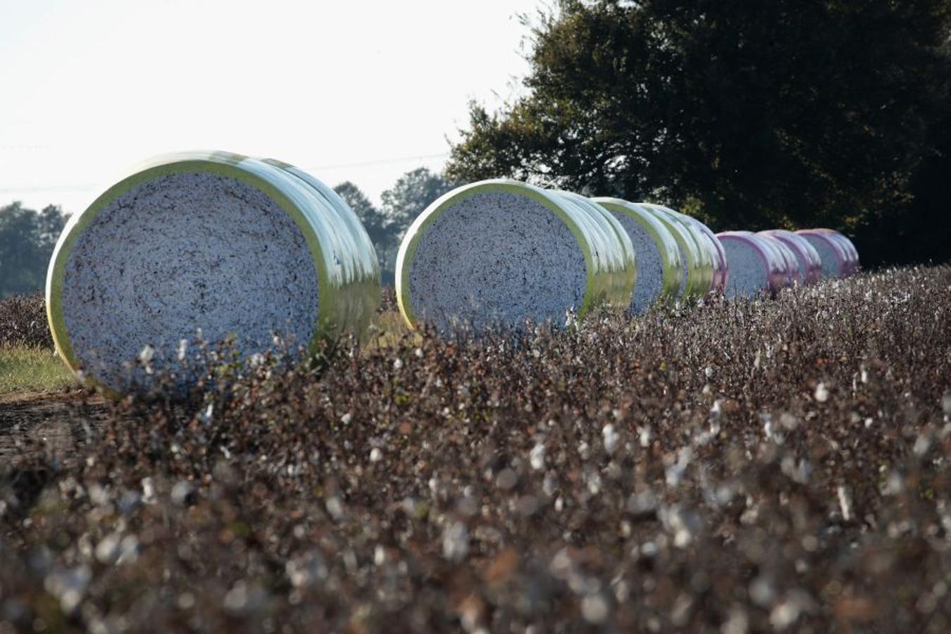 A pesar de los daños sufridos en la cosecha de algodón en EEUU debido al huracán Harvey, se espera que la producción de algodón exceda los niveles del año pasado