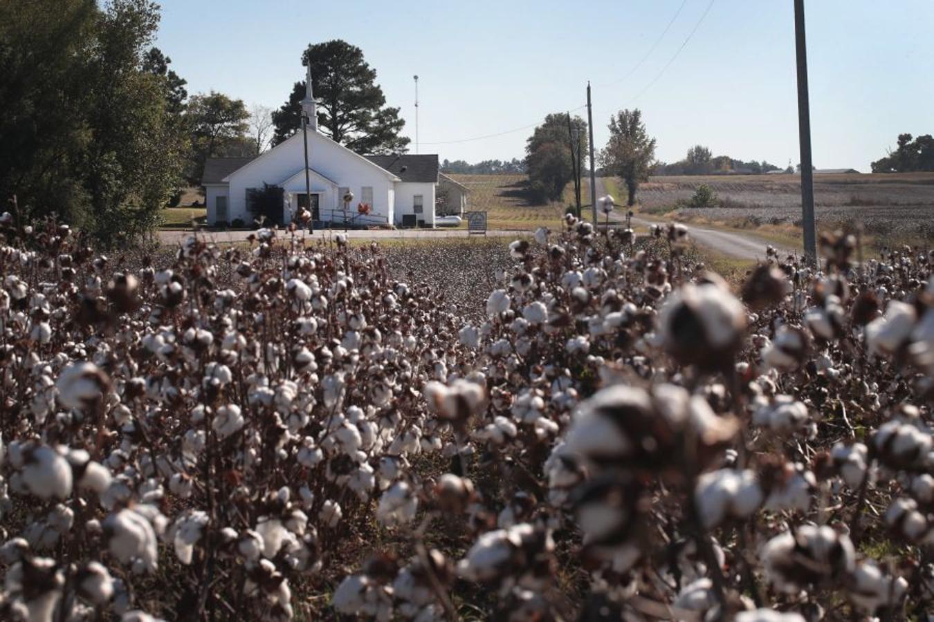 A pesar de los daños sufridos en la cosecha de algodón en EEUU debido al huracán Harvey, se espera que la producción de algodón exceda los niveles del año pasado