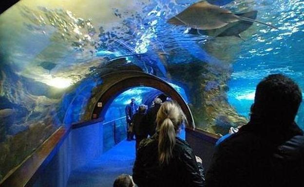 Una treintena de jóvenes «reconectan» con la naturaleza en el Aquarium
