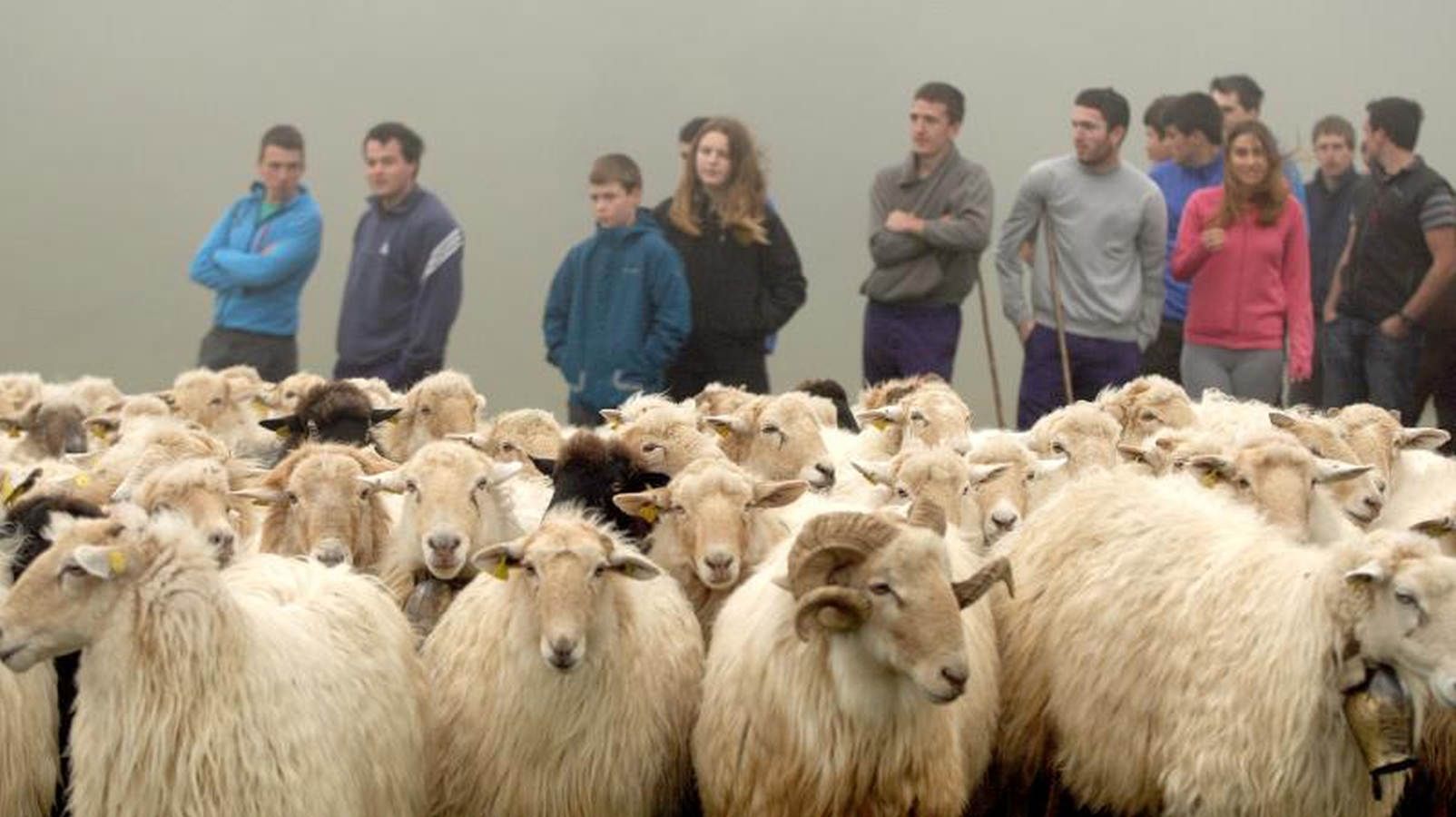 Jóvenes pastores y ganaderos de Tolosaldea y Goierri apuestan por continuar trabajando y viviendo en la sierra con sus rebaños y animales