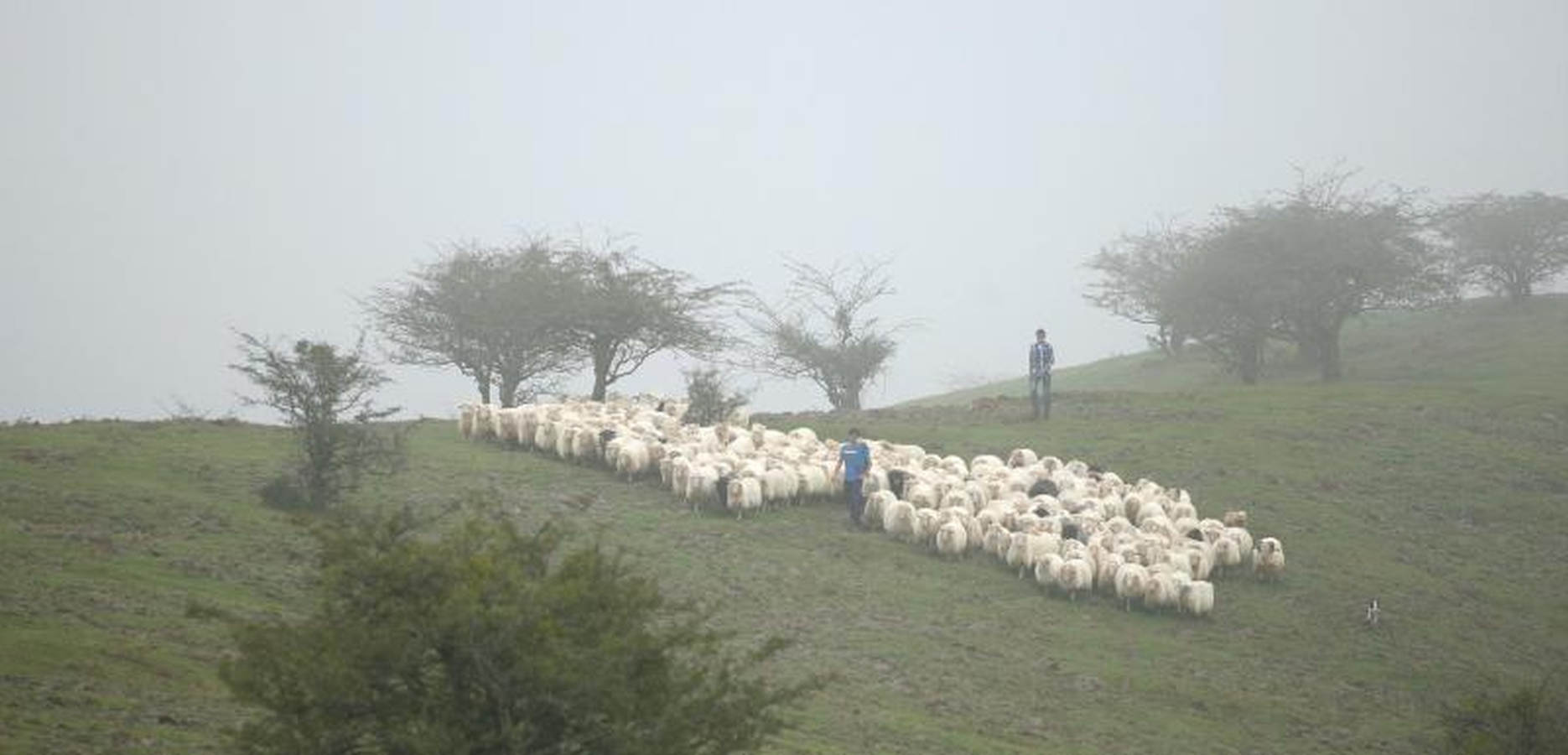 Jóvenes pastores y ganaderos de Tolosaldea y Goierri apuestan por continuar trabajando y viviendo en la sierra con sus rebaños y animales