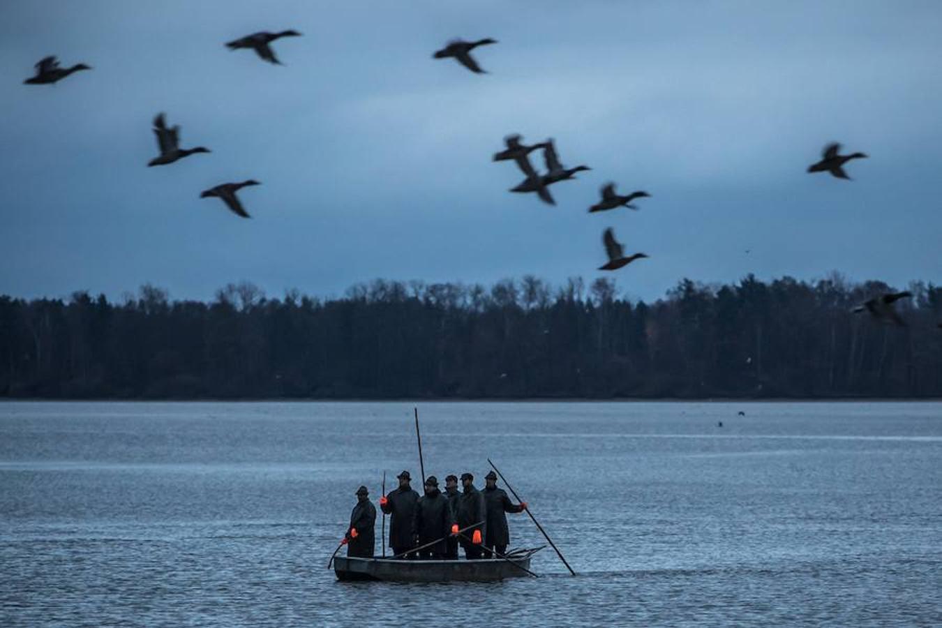 Los pescadores llevan a cabo la tradicional pesca de arrastre de la carpa en el estanque Bohemian en Trebon, República Checa. La pesca de la carpa se produce cada año en el periodo otoñal en la región del sur de Bohemian con la intención de vender toda la pesca antes de navidad ya que esta especie forma parte de la cocina tradicional checa.