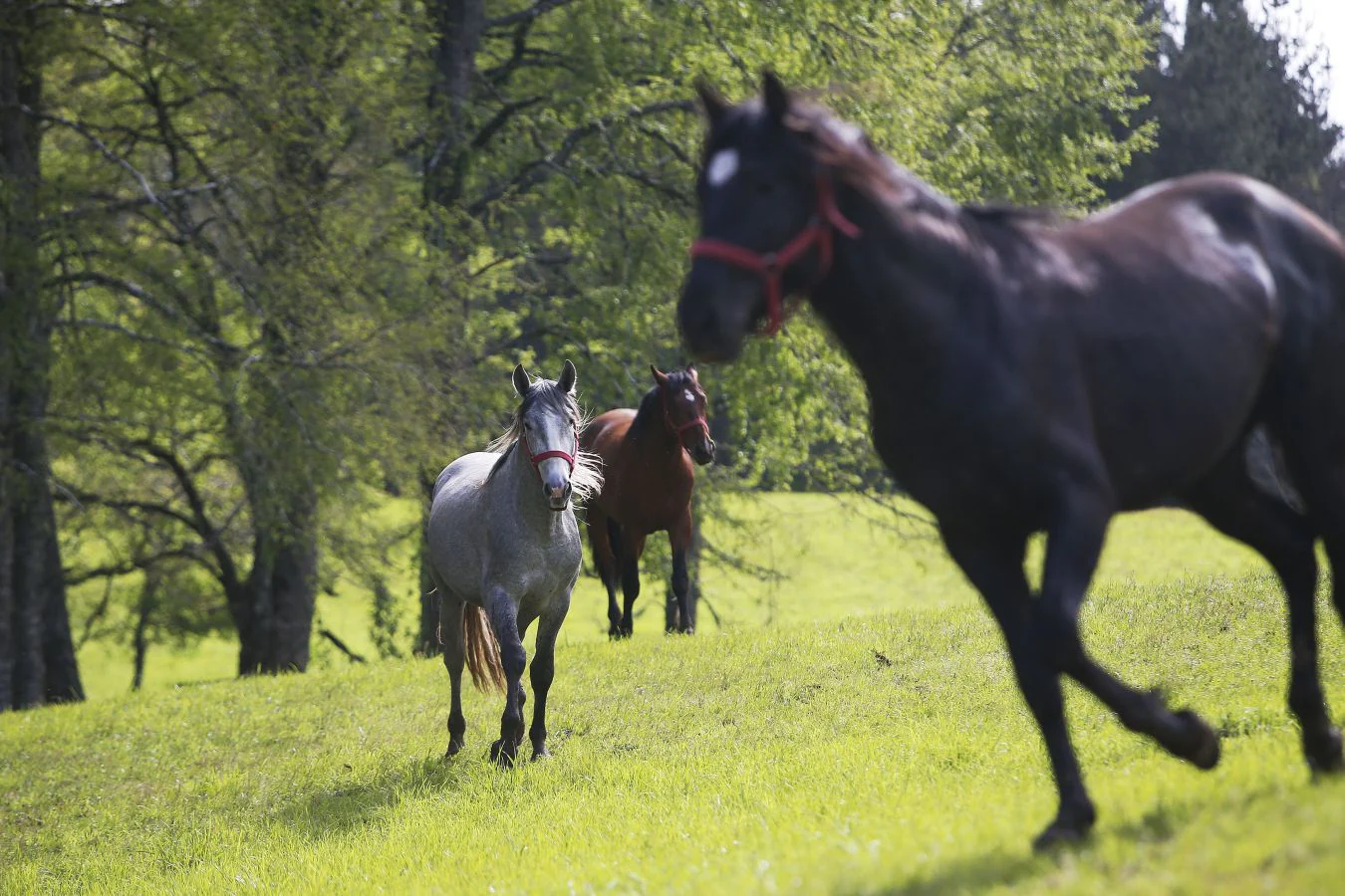 Hacía 5 siglos que el caballo de pura raza española no se veía en Chile. Pero dos décadas atrás, un empresario caballar se empeñó en reconstruir la historia y volver a criar uno de los animales más bellos y nobles que existen.Hoy el esfuerzo y la ilusión del chileno Felipe Ibáñez se ven recompensados con el máximo galardón que otorga la Asociación Nacional de Criadores de Caballos de Pura Raza Española (ANCCE), el de Ganadero del Año.