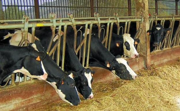Desarticulado un grupo organizado que mutiló 7.000 vacas en sus explotaciones