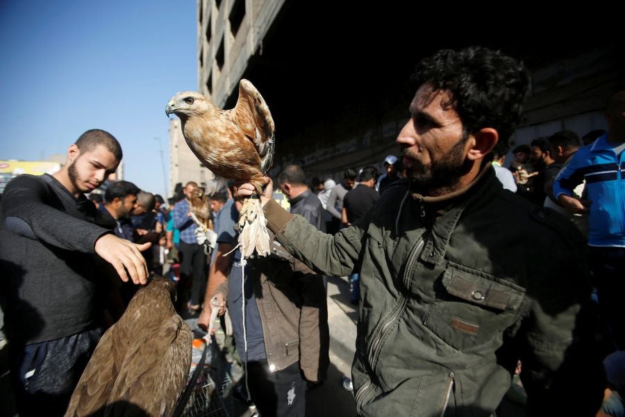Todos los viernes el mercado de animales de Baghdad se convierte en un espectáculo lleno de vida