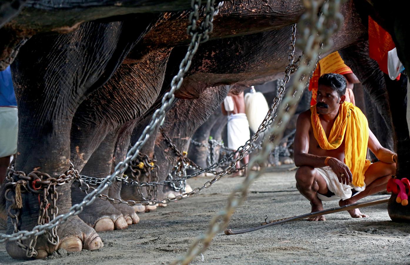 El festival anual Vrischikolasavam ya ha comenzado en el Templo Sree Poornathrayeesa de Kochi, India. Esta festividad dura ocho días y presenta una colorida procesión de elefantes decorados junto al sonido de tambores.