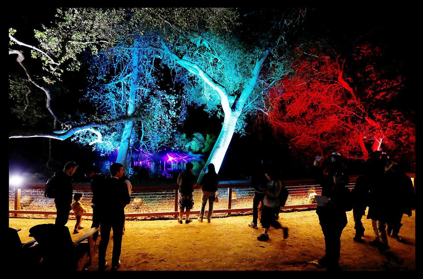 La exhibición 'Encantado: Bosque de luz' ilumina la ciudad americana. Un espectáculo interactivo a través de una experiencia única. 