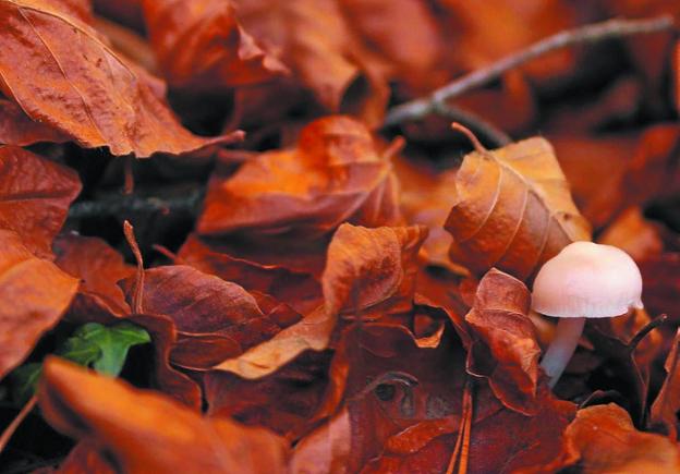 Con esta hojarasca y una pequeña seta reflejó el otoño