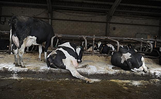 Detectan un caso de 'vaca loca' en una explotación de Salamanca