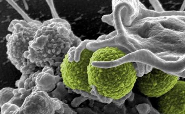 Ya están aquí los productos a base de bacterias