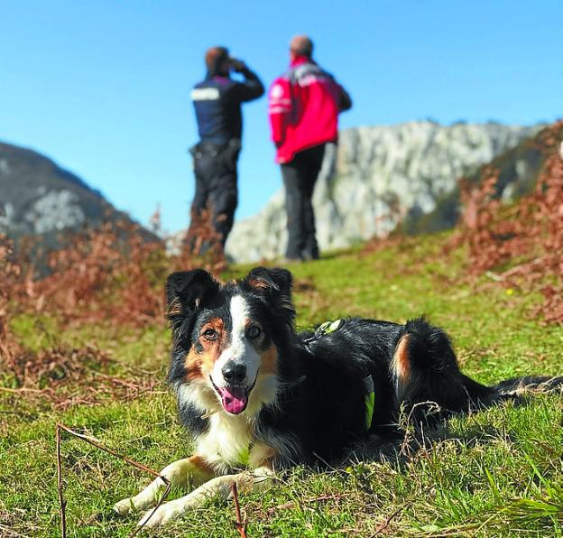 Anboto. Uno de los perros de UCAS Arrate que participó en octubre en la búsqueda del montañero Juan Álvarez.
