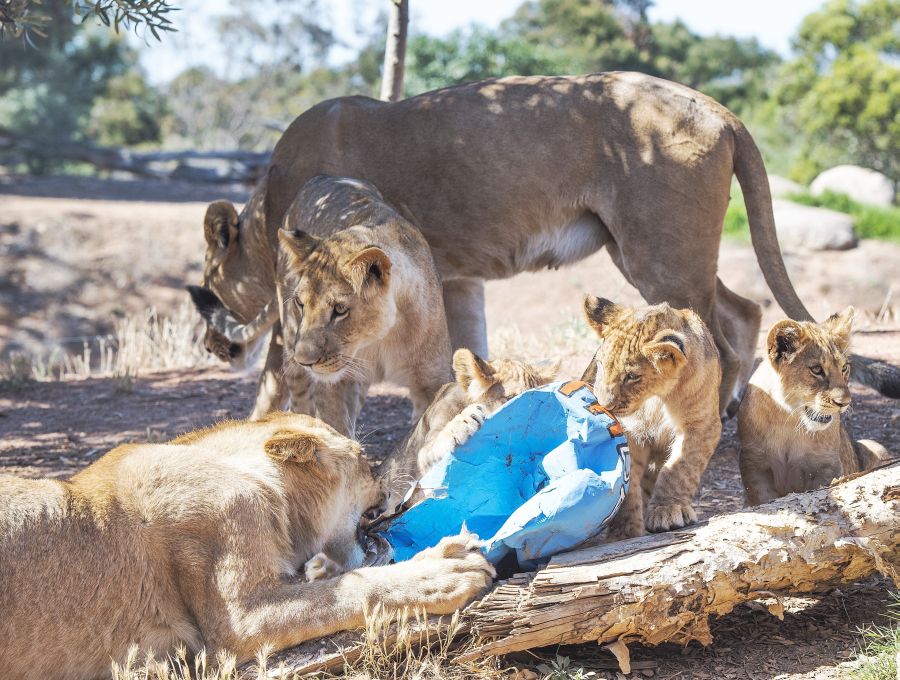Los cachorros de león Ndidi, Aziza, Zuberi y Kibibi celebran su primer cumpleaños en el Zoológico Werribee Open Range Zoo en Melbourne (Australia). Estos dos machos y dos hembras son la segunda camada que nace en el zoológico y la primera de su madre Nairibi.