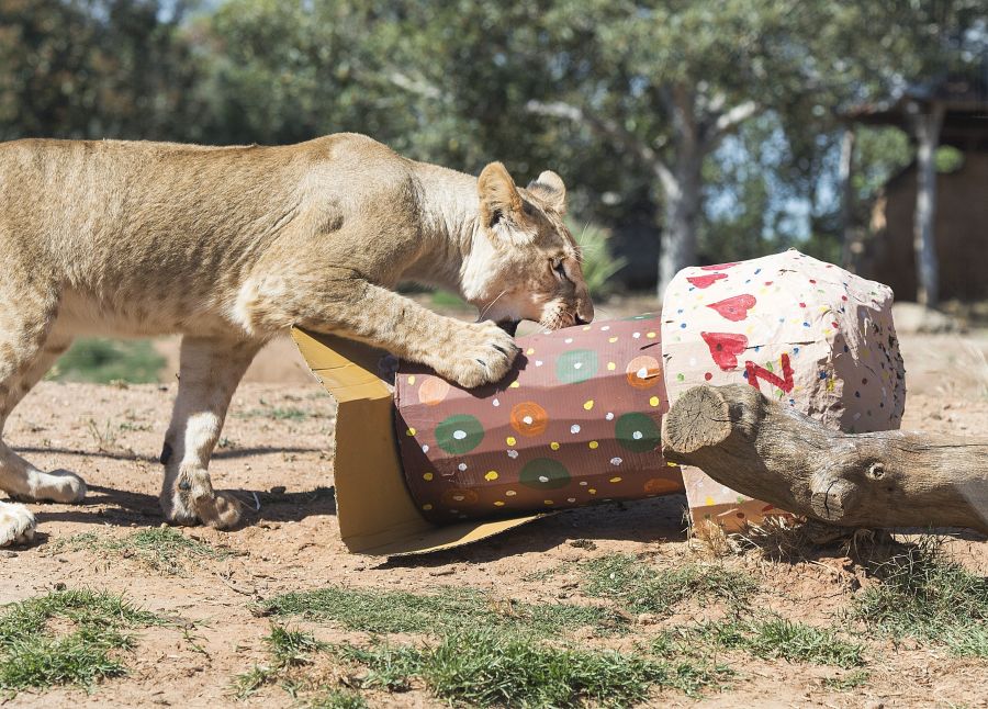 Los cachorros de león Ndidi, Aziza, Zuberi y Kibibi celebran su primer cumpleaños en el Zoológico Werribee Open Range Zoo en Melbourne (Australia). Estos dos machos y dos hembras son la segunda camada que nace en el zoológico y la primera de su madre Nairibi.