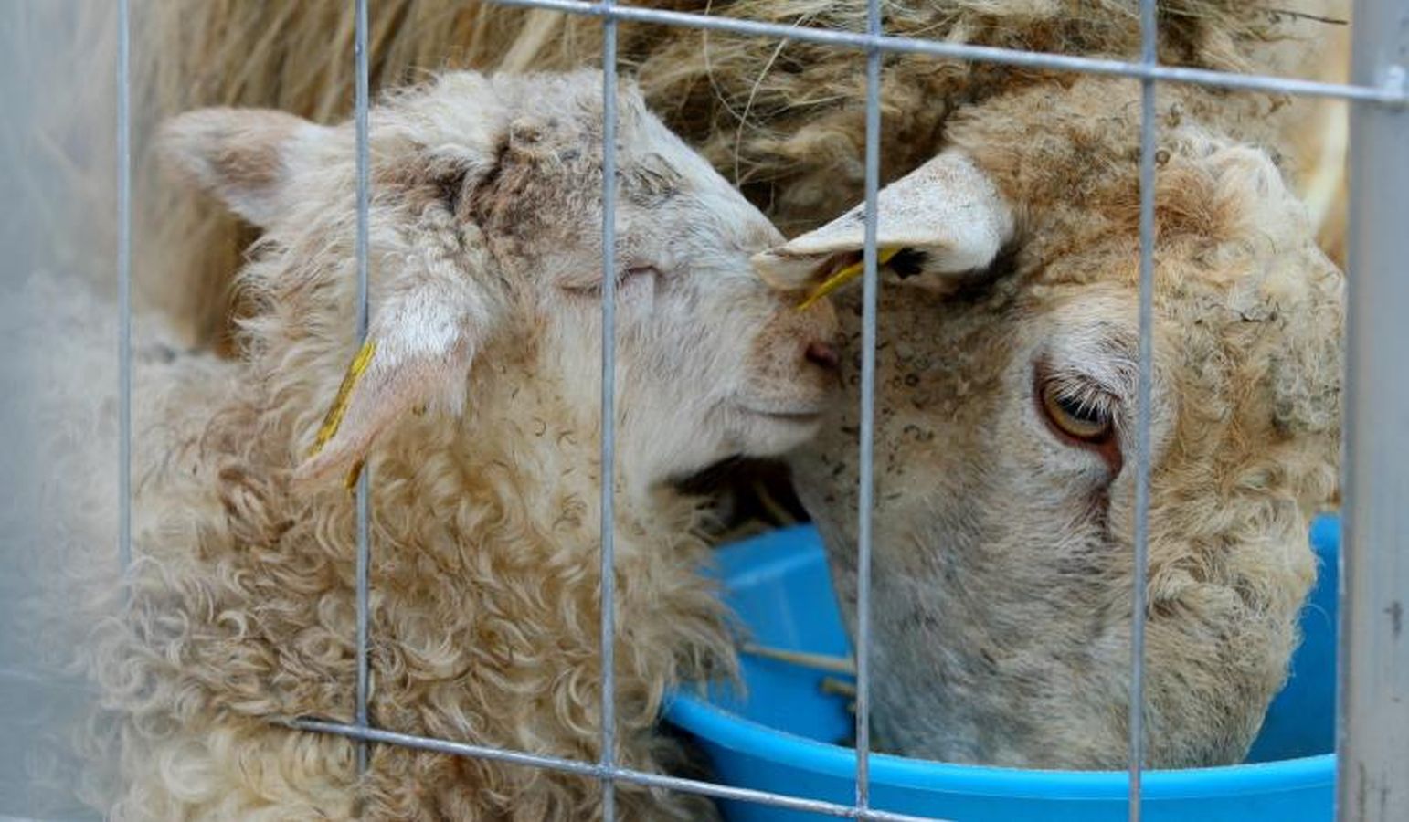 Mayores y niños disfrutan de los talos y la txistorra que se ofrecen en lo diferentes puestos de la localidad