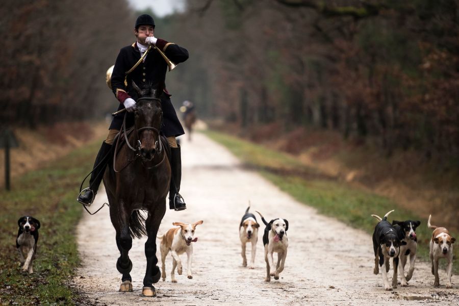Desde hace un mes, los entusiastas de la caza con perros en Francia están preocupados por los esfuerzos de algunos colectivos para lograr prohibir esta parte del «patrimonio nacional» francés.