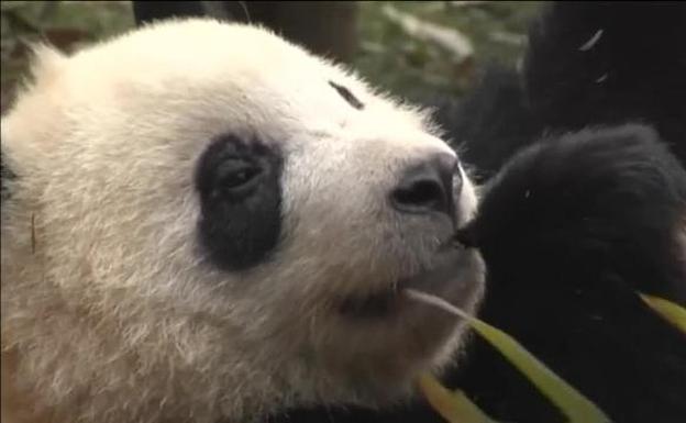 La nueva vida sin sus mamás de diez cachorros de panda 