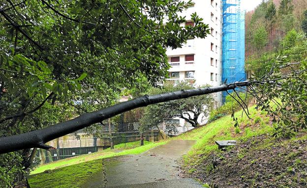 Un árbol caído junto a Erregenea