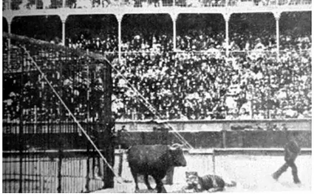 El toro 'Hurón' y el tigre 'César' en la arena de la plaza del Chofre.