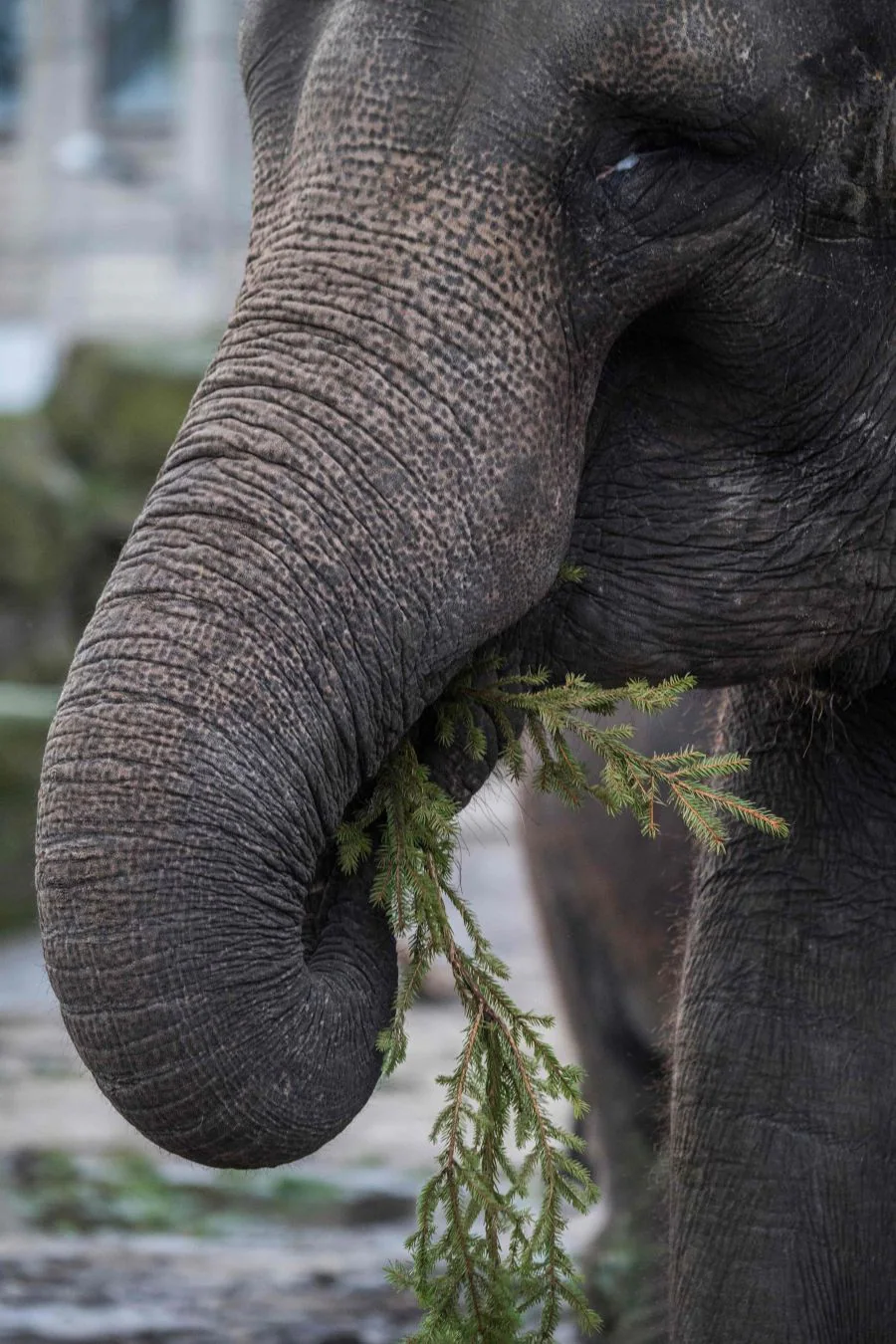 Los árboles de Navidad son aprovechados como comida para animales. Es el caso del zoo de Berlín, que ha facilitado estas preciosas imágenes de sus elefantes jugando y comiendo estos árboles que hace poco decoraban los hogares de los berlineses.