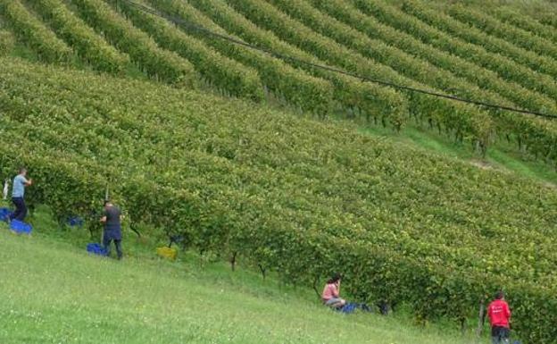 Desciende la producción de Txakoli de Getaria y aumentan las ventas un 3,5%