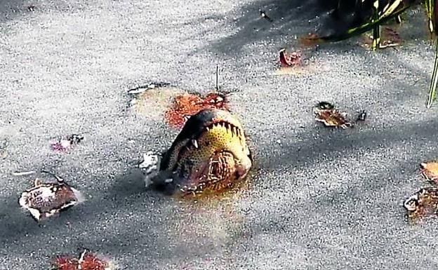 ASí sobrevive un caimán en el agua congelada