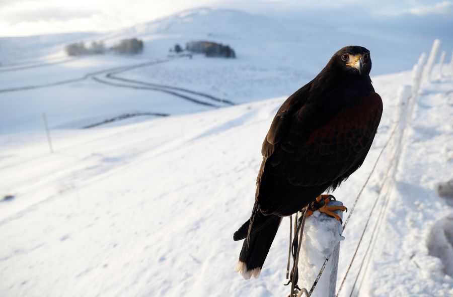 Escocia, Irlanda del Norte y el norte de Inglaterra sufren por tercer día consecutivo un temporal de nieve que está ocasionando cortes de carreteras e importantes retrasos.